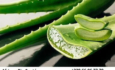 Aloe Vera : la plante aux mille vertus