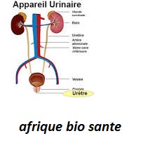 L'urétrite : Cause de l'inflammation de l'urètre