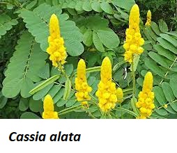 Les vertus de Cassia alata
